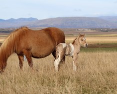 Fékk nafnið Vafi