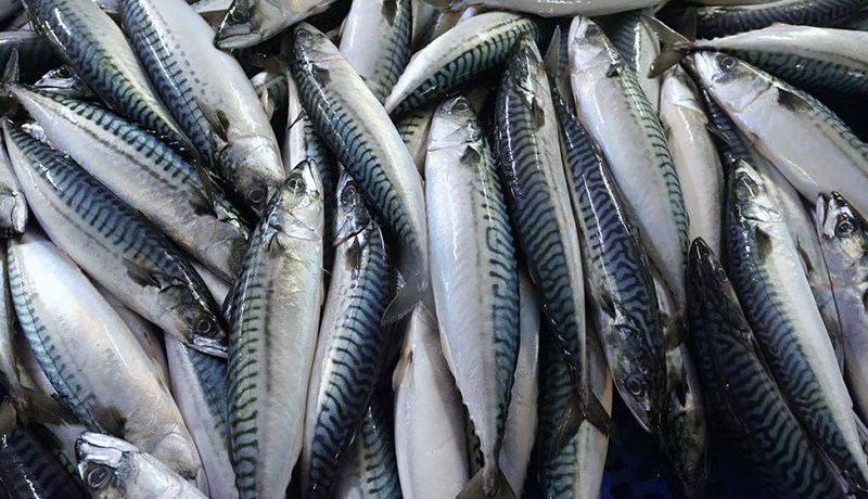 Stærð makrílstofnsins lengi vanmetin