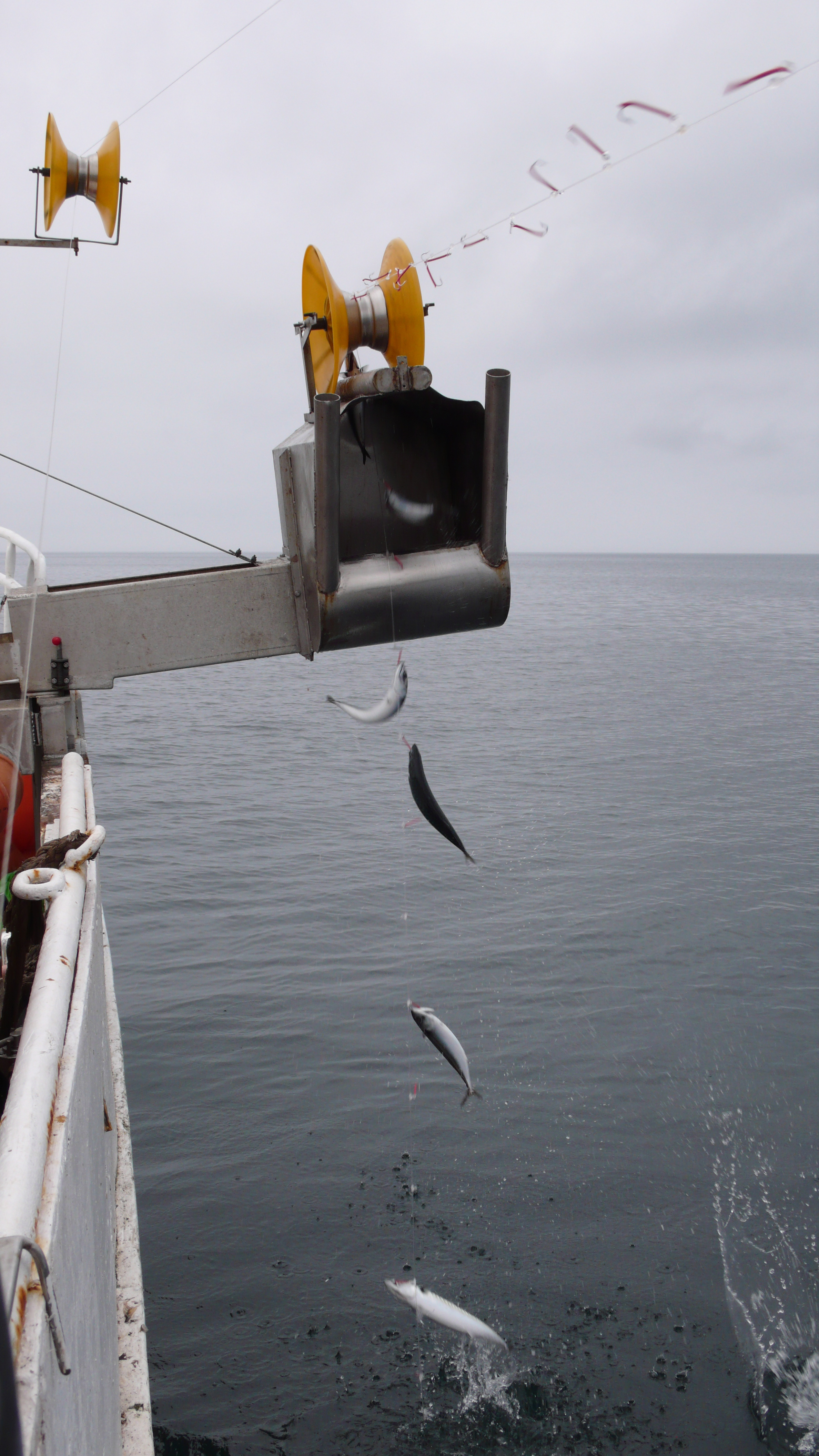 32 þúsund tonnum ráðstafað til sérstakra aðgerða í fiskveiðistjórnunarkerfinu