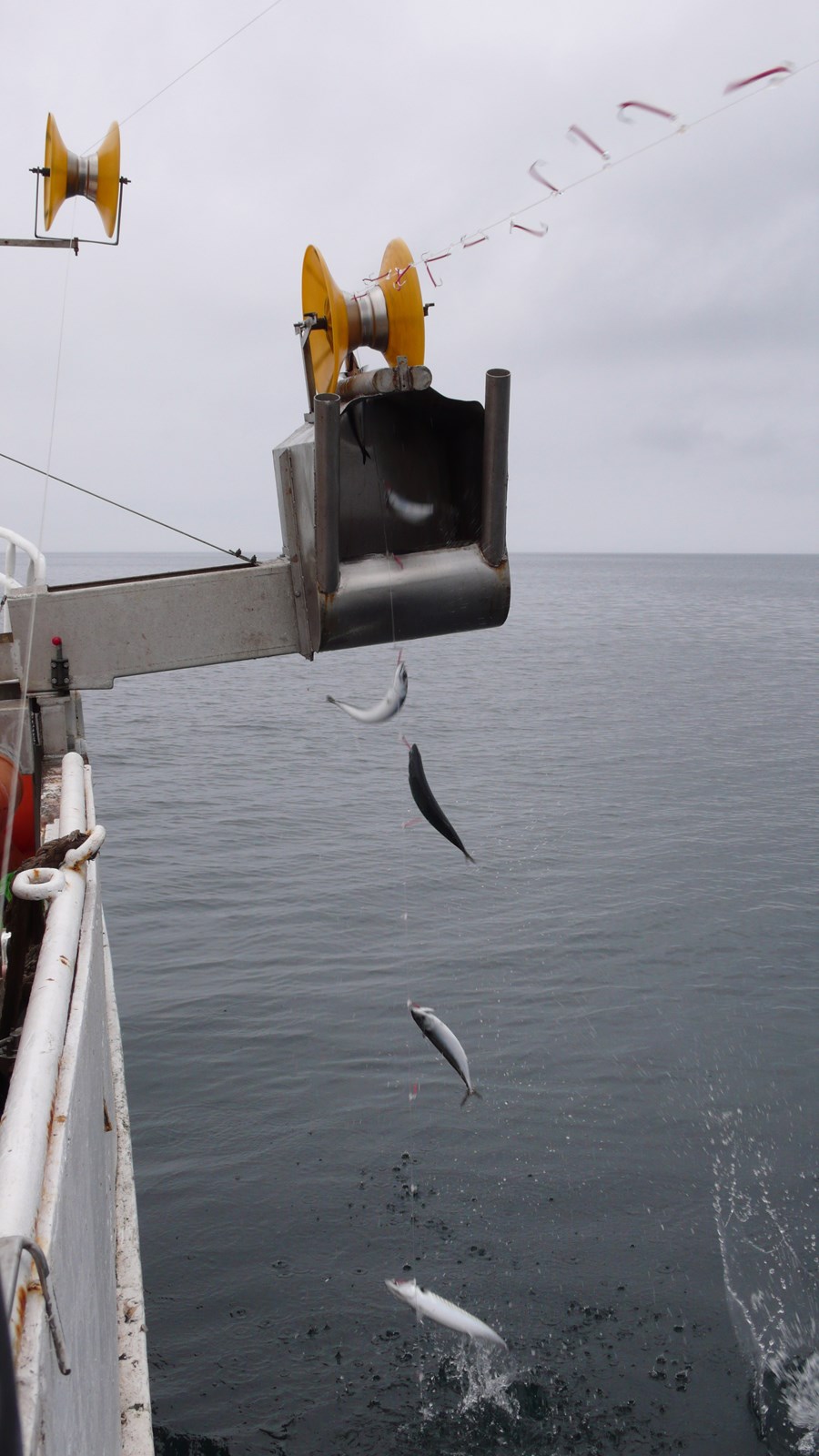 Fiskafli dregst enn meira saman