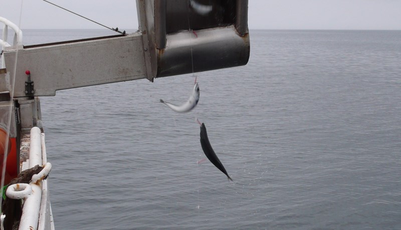 Mala gull úr nýjum nytjastofni