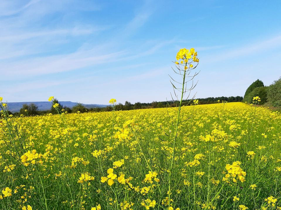 Ísland ákjósanlegt fyrir lífræna ræktun
