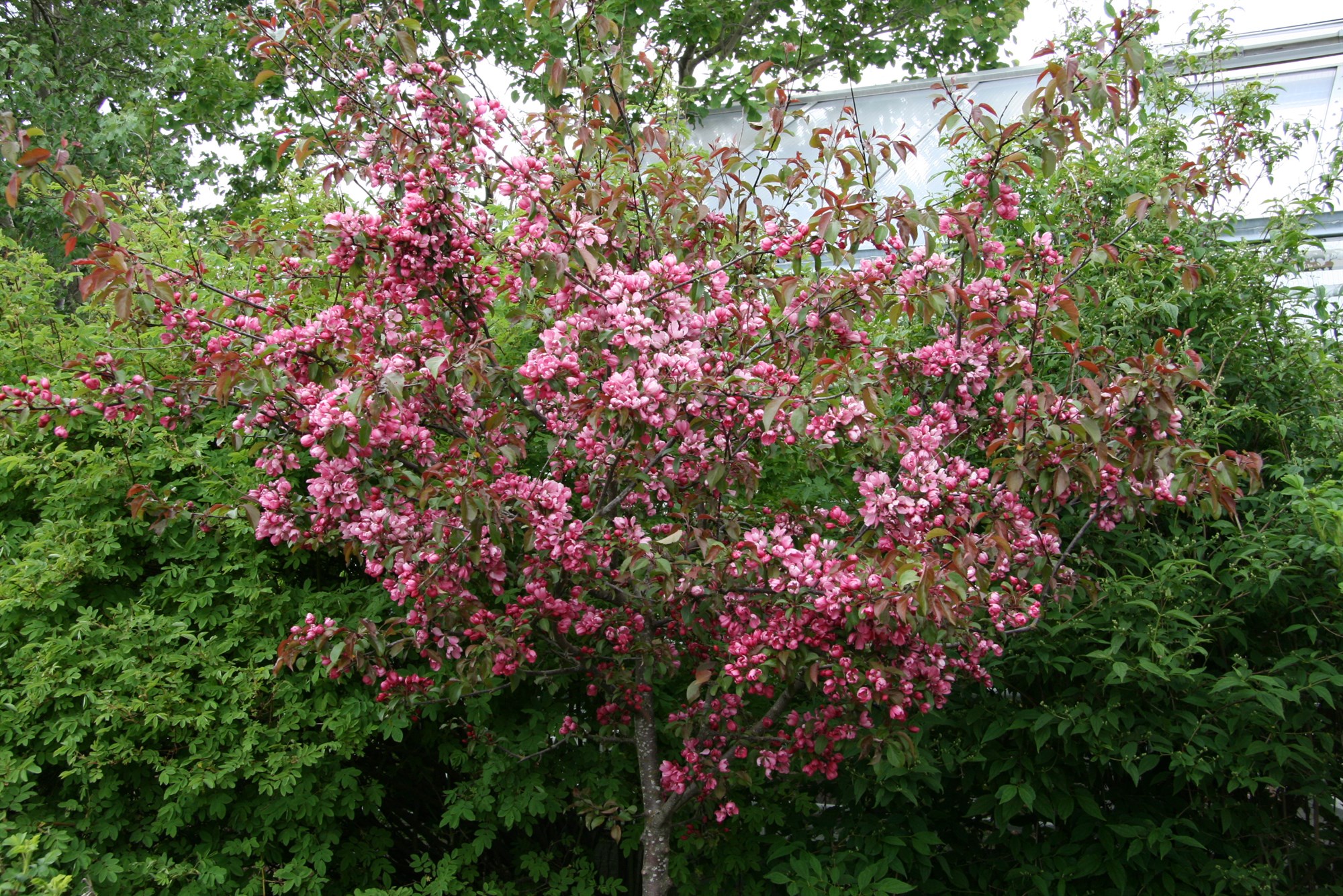 Vel blómstrandi tré og runnar