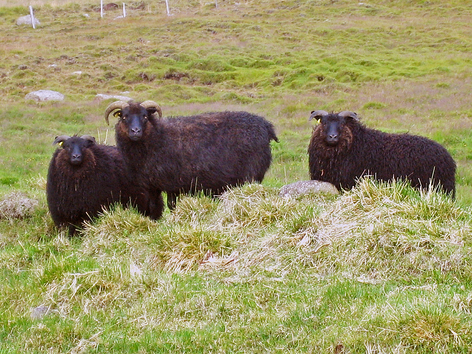 Ræktunarmarkmið fyrir íslenska sauðfjárstofninn uppfærð
