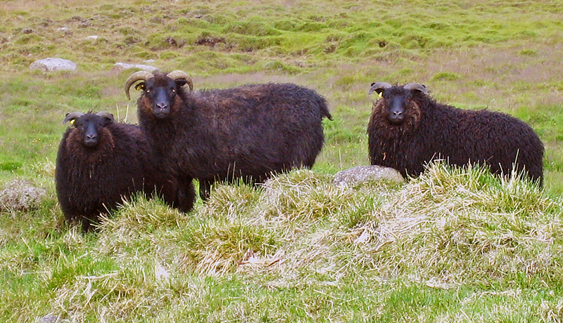 Ræktunarmarkmið fyrir íslenska sauðfjárstofninn uppfærð