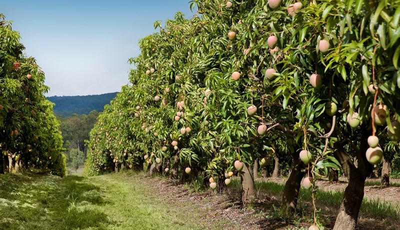 Mangó – konungur ávaxtanna