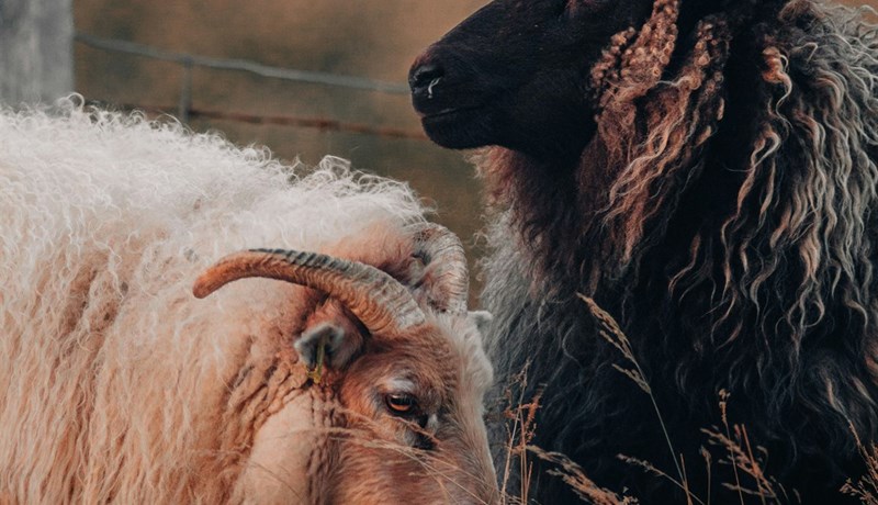 Betri afkoma sauðfjárbúa