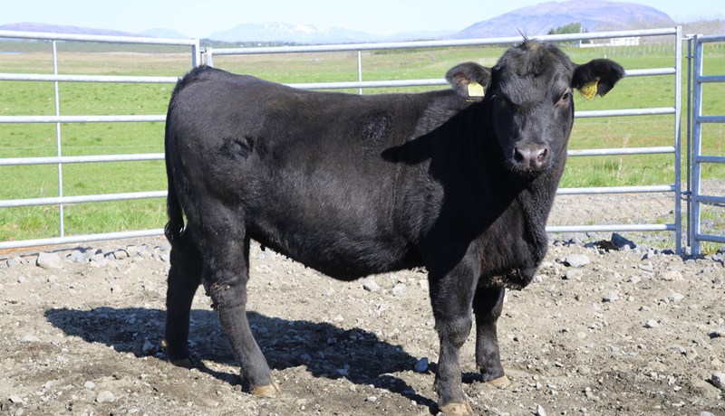 Kvígur frá NautÍs