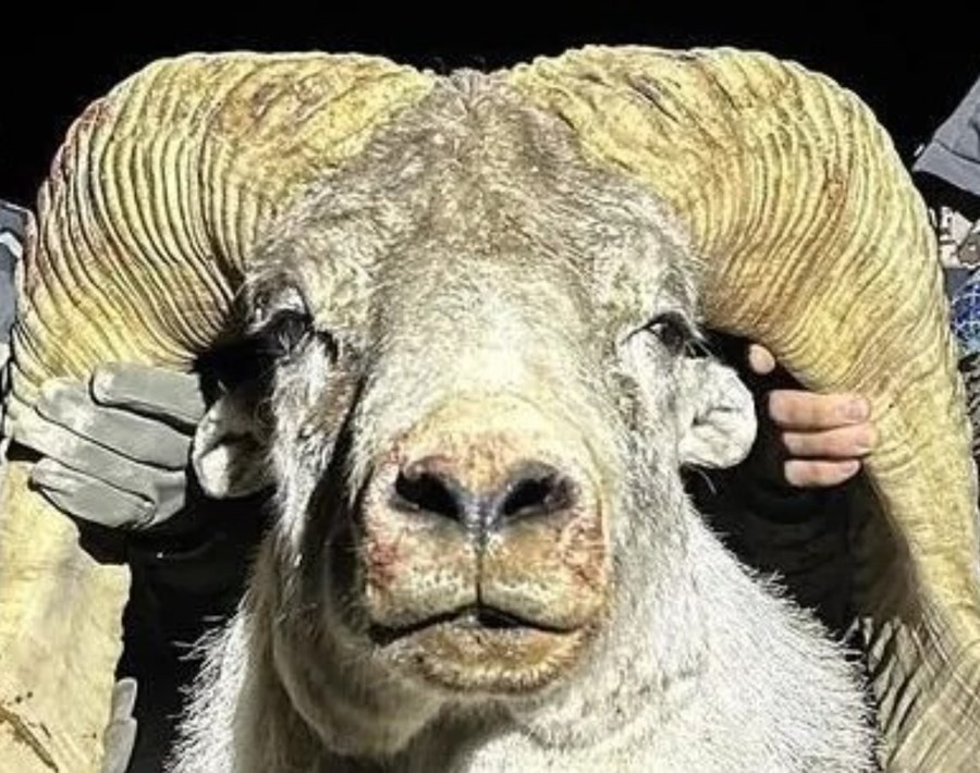 Sannað þykir að erfðaefni úr Marco Polo argali-sauðfé, hinu stærsta og hornprúðasta í heimi, hafi verið notað til að rækta stökkbreytt Montana Mountain King-sauðfé, með algerlega ólögmætum hætti.