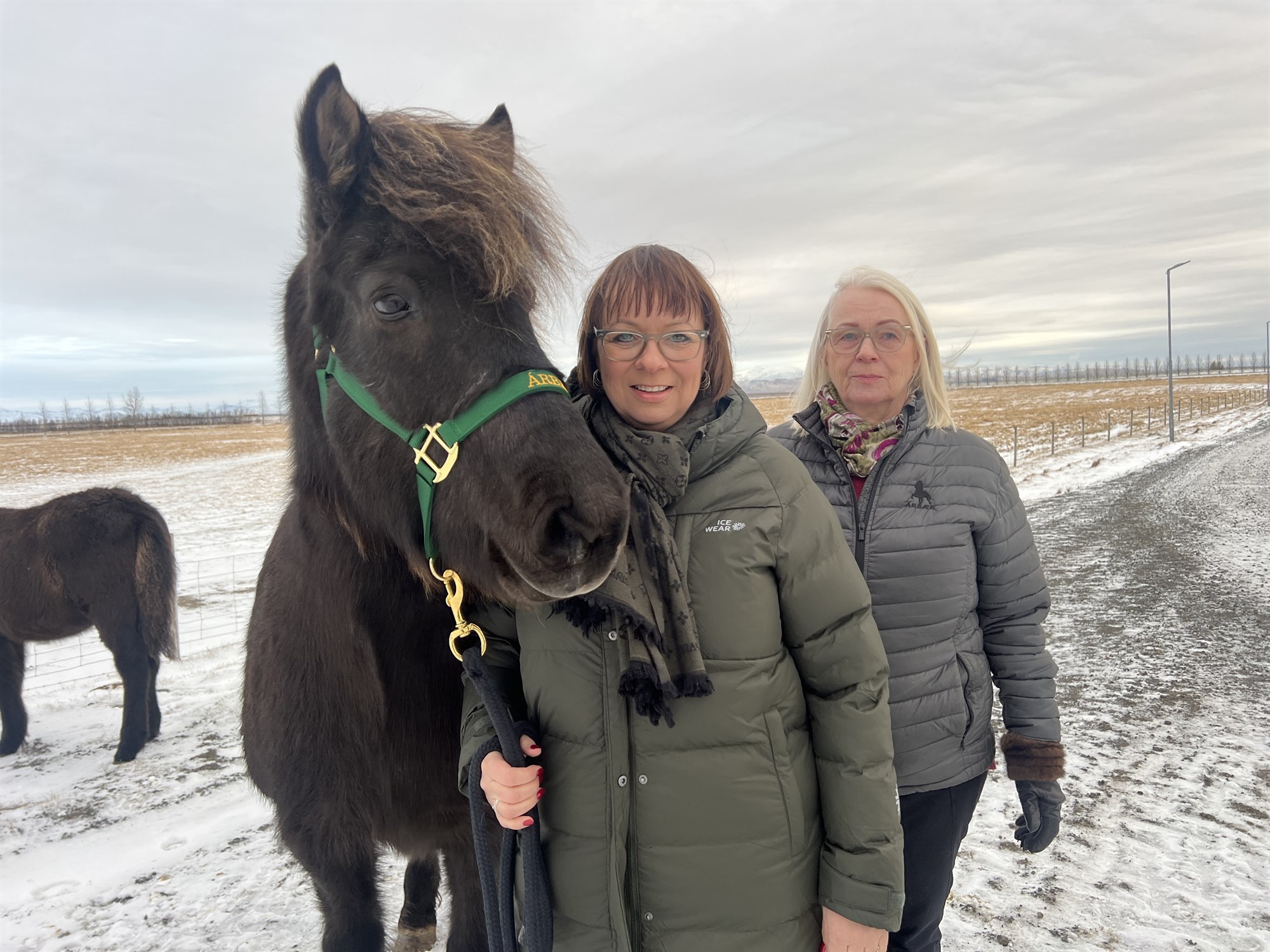 Hryssur sem hlutu heiðursverðlaun haustið 2023