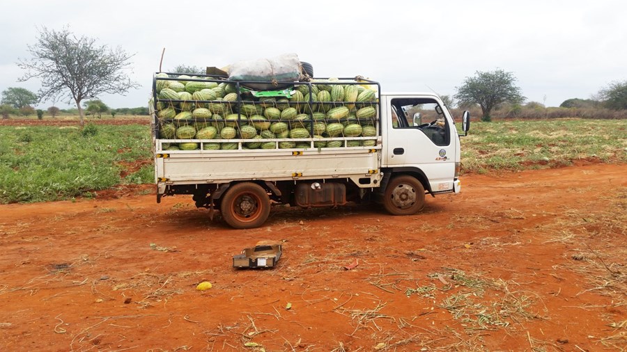 Markaður fyrir ávexti er góður í Kenía og verð fyrir uppskeruna ágætt.