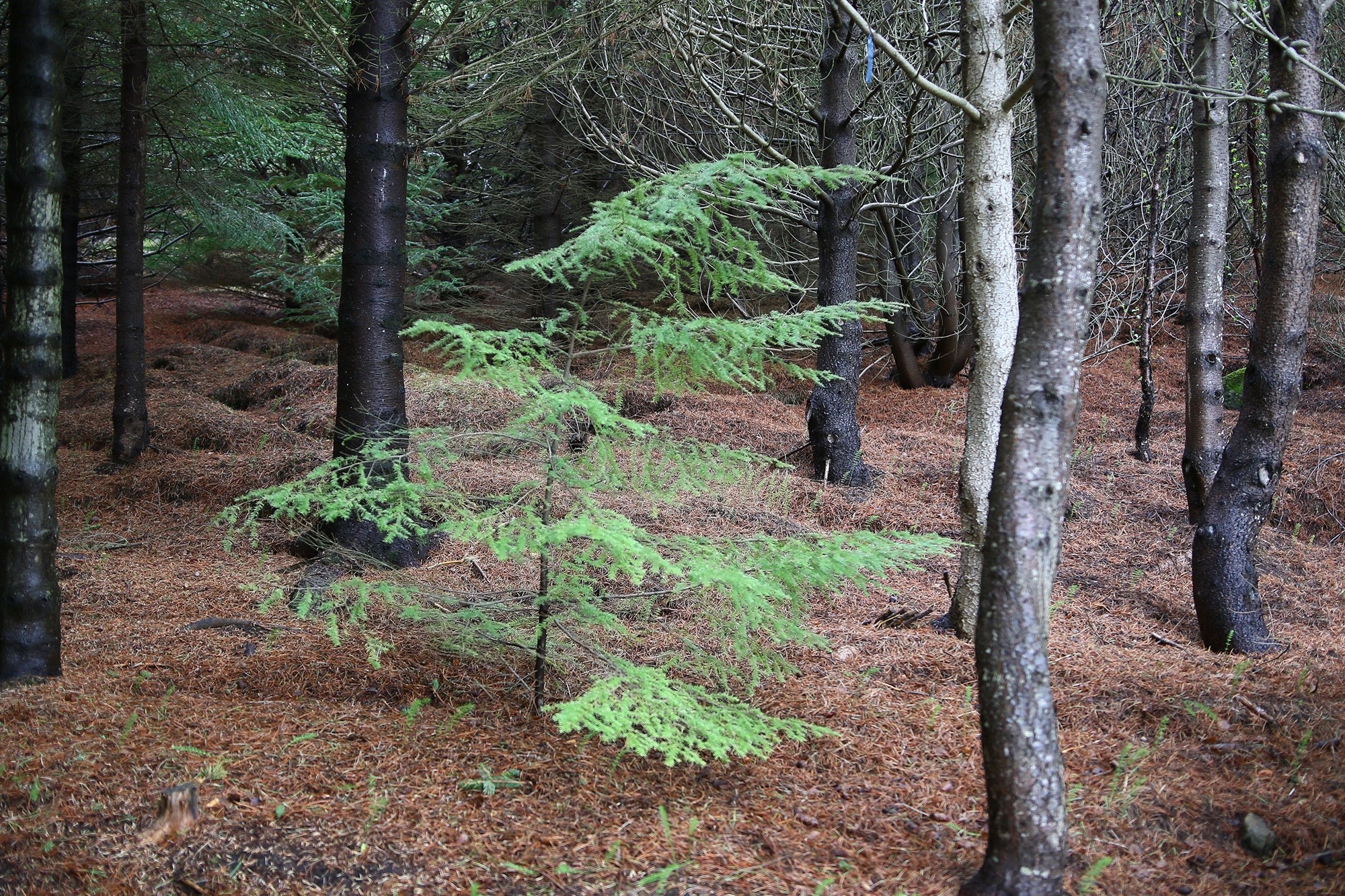 Marþöll (Tsuga heterophylla)