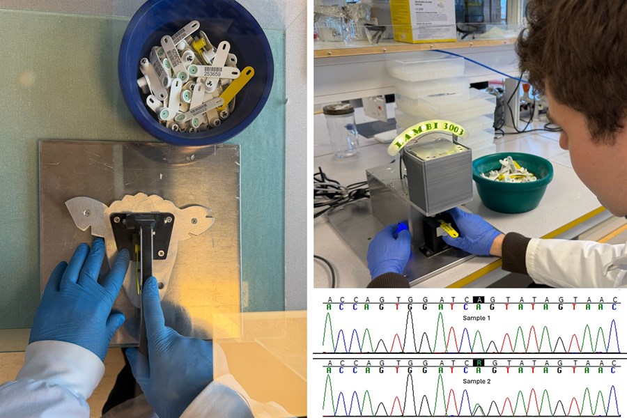 Sýnahylki opnuð (vinstri) og lífsýni flutt í sýnaglas (hægri). Línurit er dæmi um gögn af raðgreini þar sem annað sýnið (sample 1) er arfhreint um tiltekinn breytileika en hitt sýnið (sample 2) arfblendið.