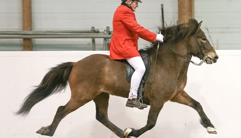 Matthías frá Brún heiðraður fyrir hrossarækt