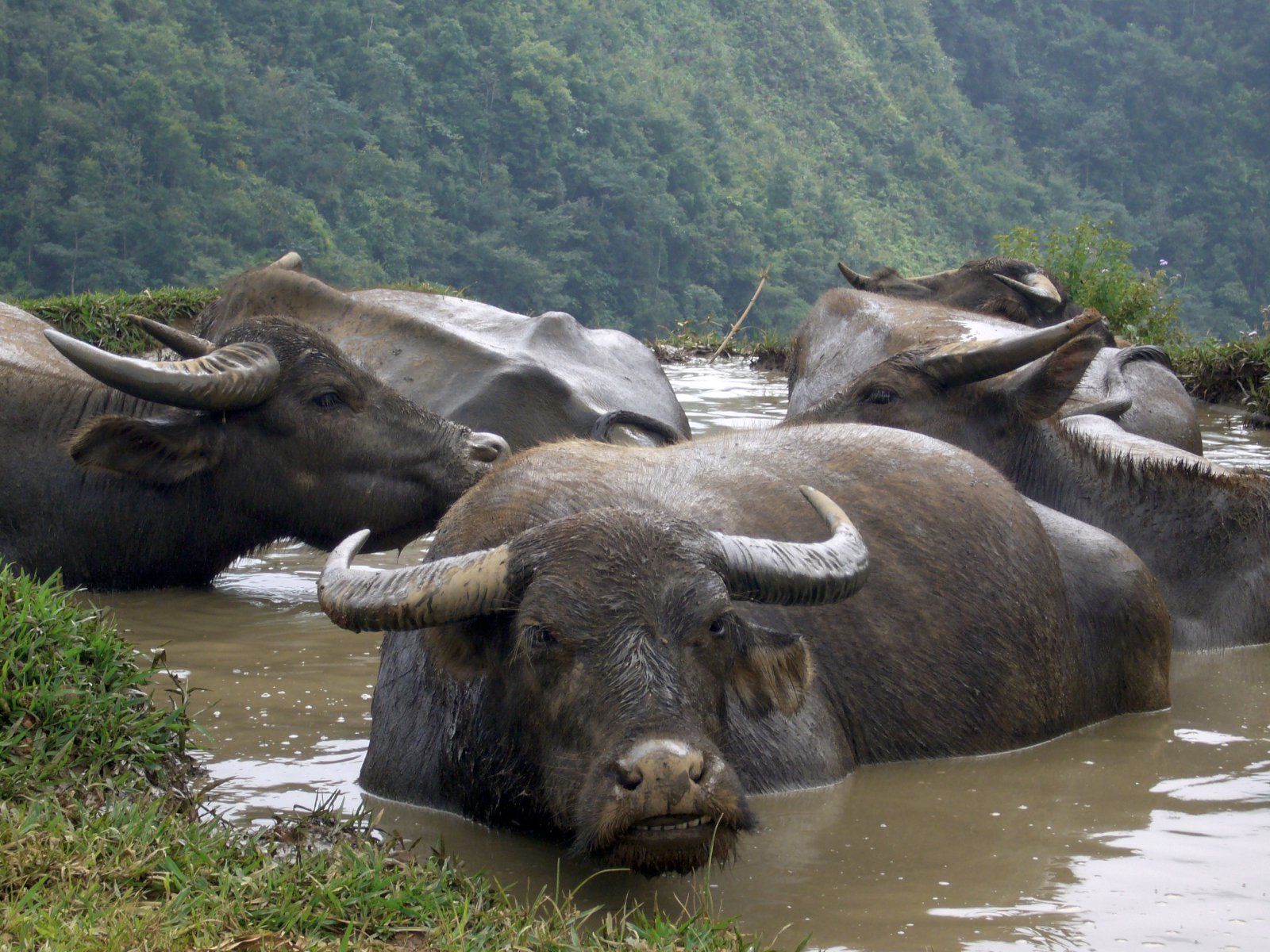 Vatnabuffalóar – hinar heilögu kýr