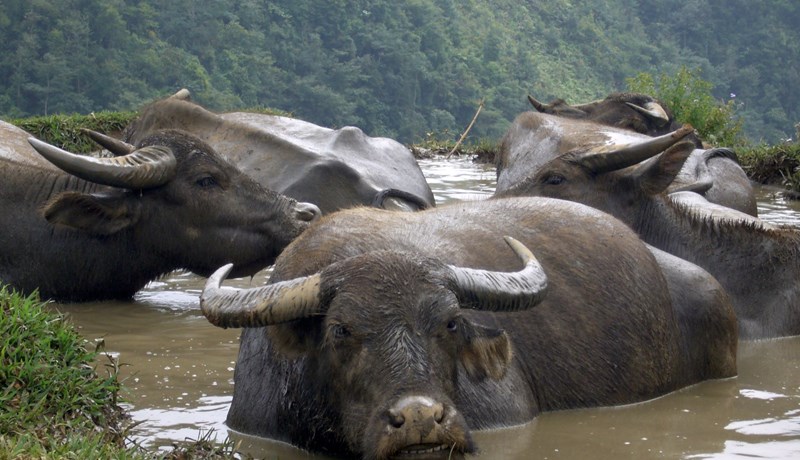 Vatnabuffalóar – hinar heilögu kýr