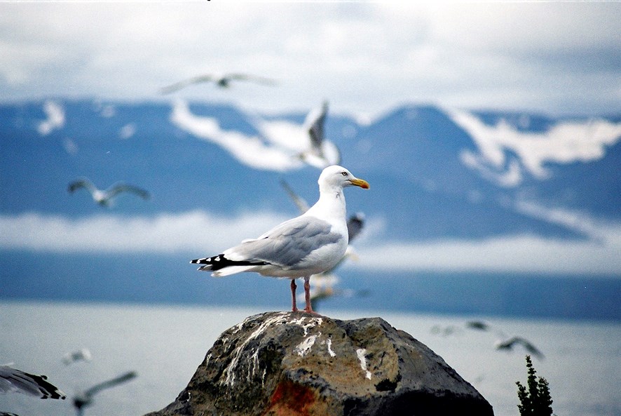 Yfirleitt er ekki hægt að draga miklar ályktanir af vetrartalningu fugla milli ára, heldur er betra að horfa á þróunina til lengri tíma.