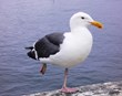 Skæð fuglainflúensa greinst í villtum fuglum