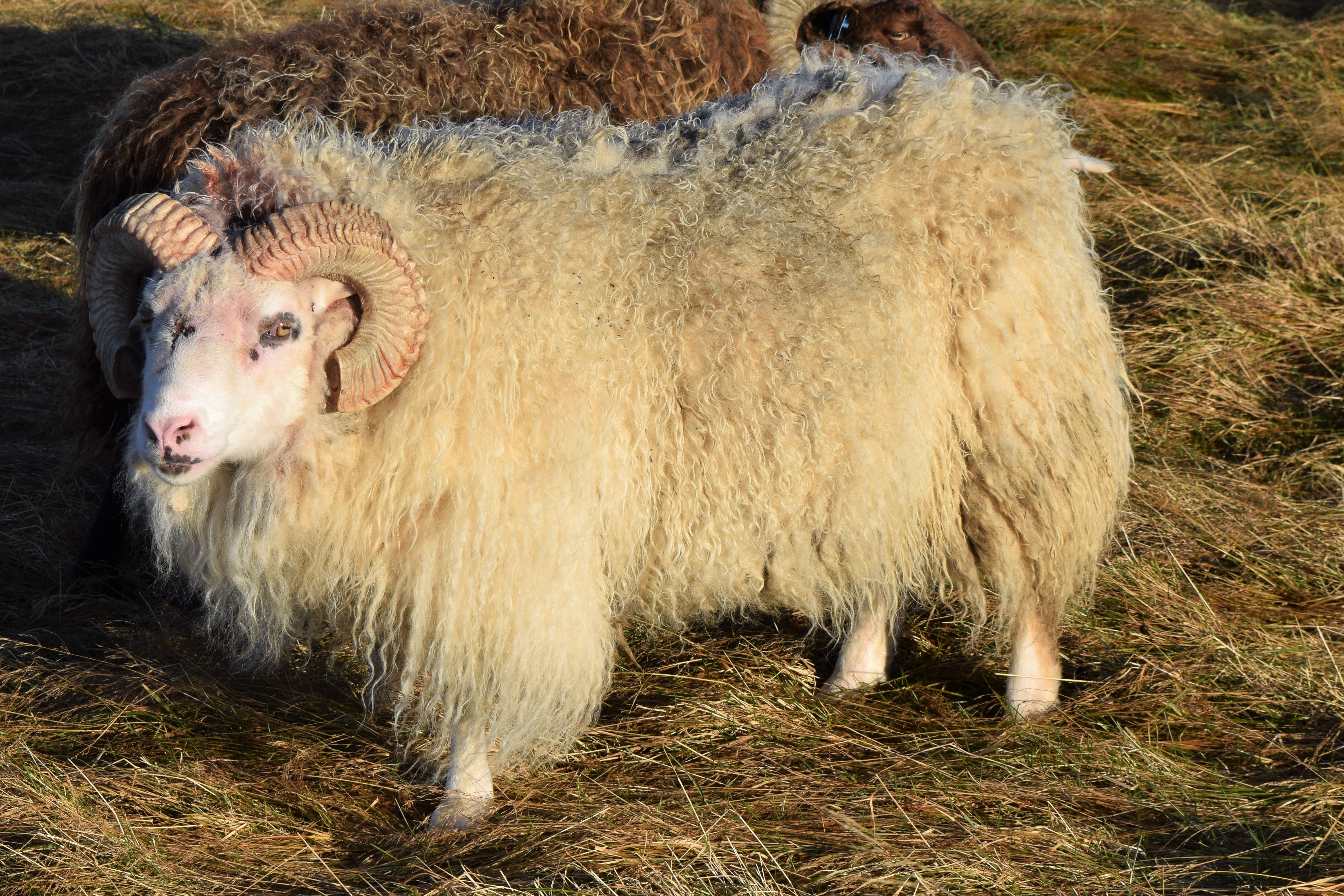 Lambhrútahópurinn sá jafnbesti