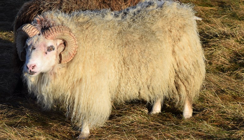 Lambhrútahópurinn sá jafnbesti