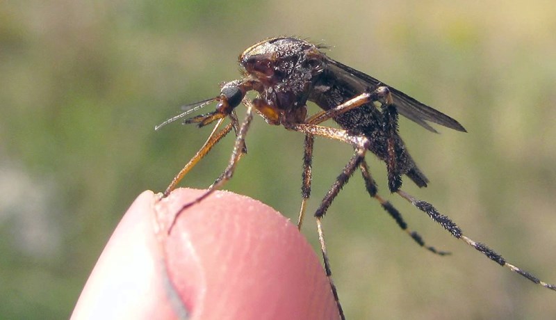 Moskítóflugum mun fjölga og þær verða stærri