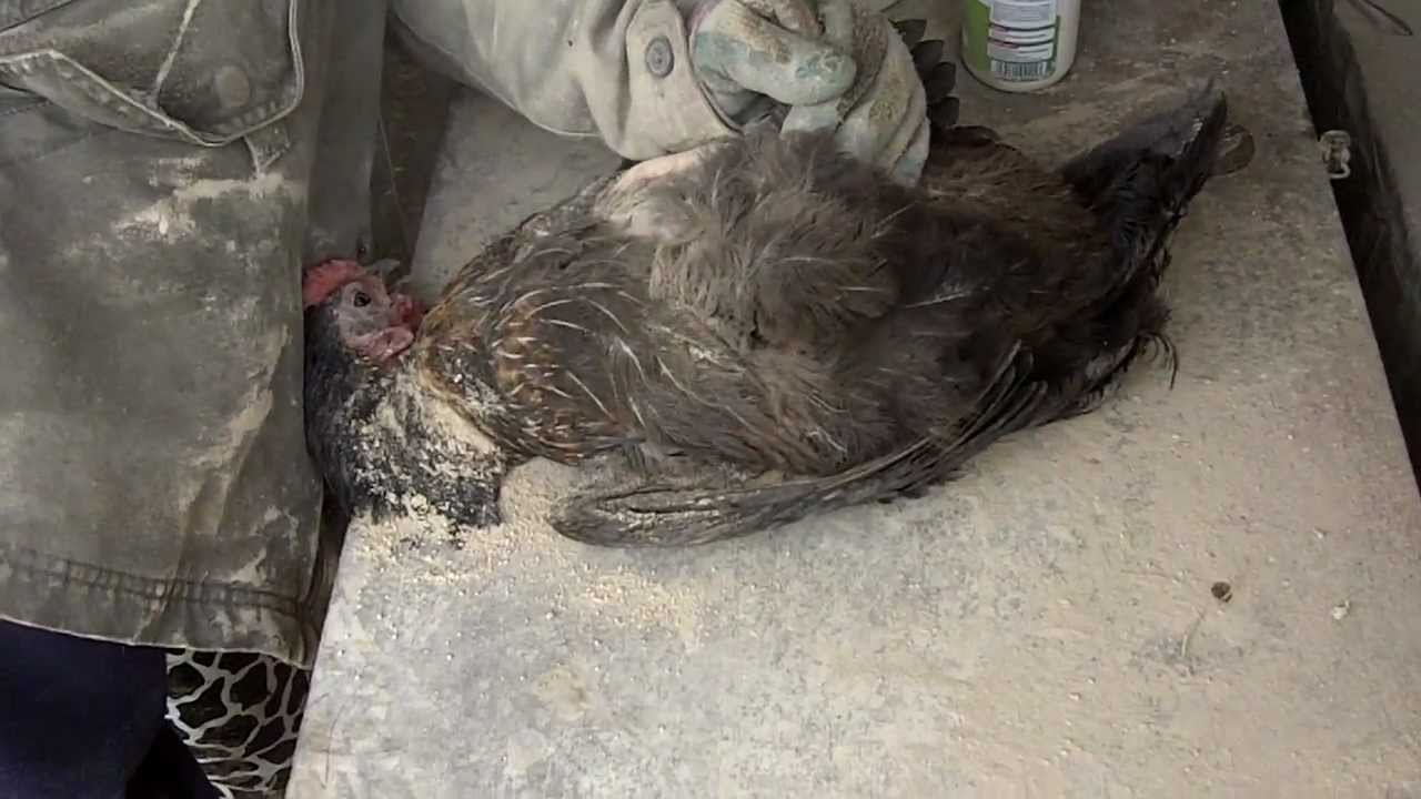 Mítlar hafa ekki fundist í búrhænum á Íslandi í marga áratugi