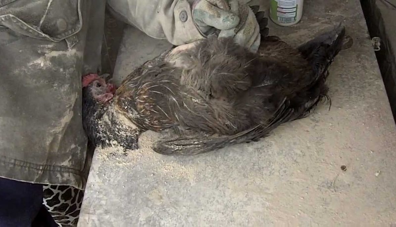 Mítlar hafa ekki fundist í búrhænum á Íslandi í marga áratugi