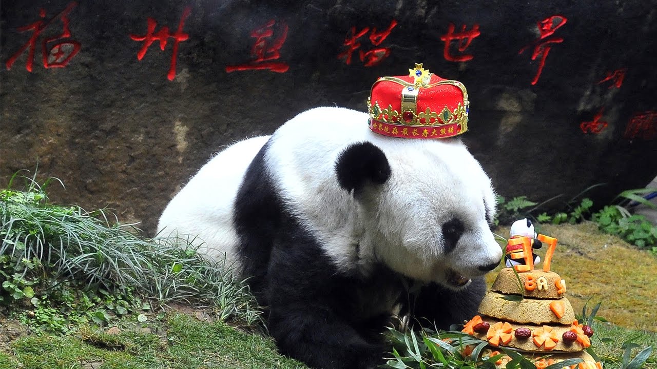 Pandabirnan Basi er látin