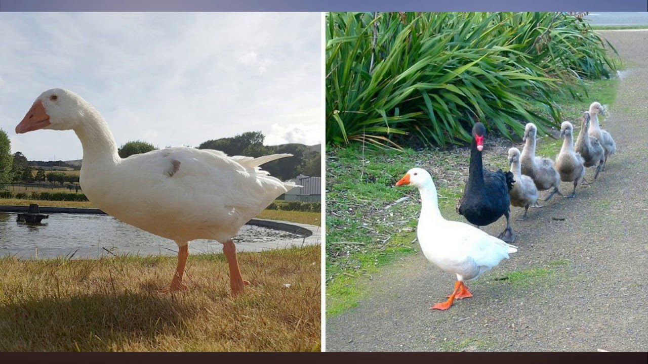 Tvíkynhneigður, fjölþreifinn og blindur gæsasteggur fallinn frá