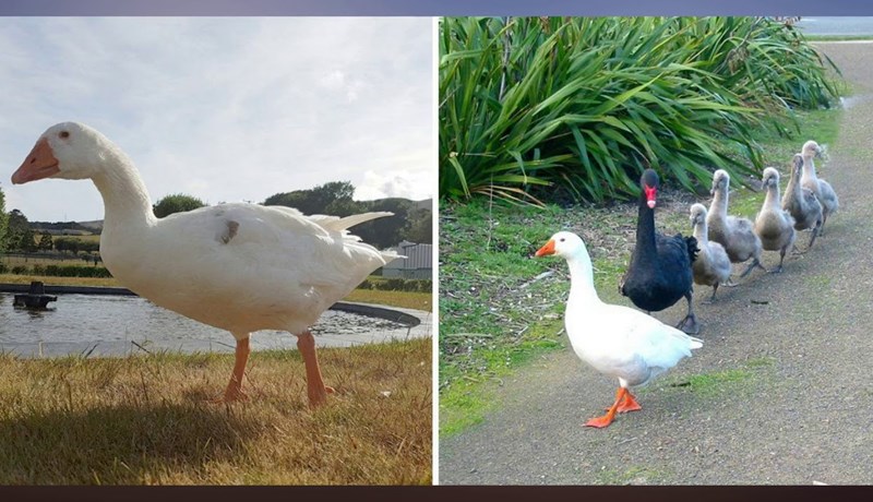 Tvíkynhneigður, fjölþreifinn og blindur gæsasteggur fallinn frá