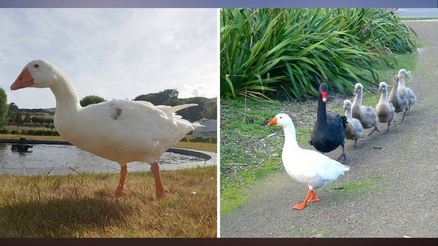 Gæsasteggurinn Thomas tók fullan þátt í ungauppeldi svanaparsins sem hann var í sambandi við.