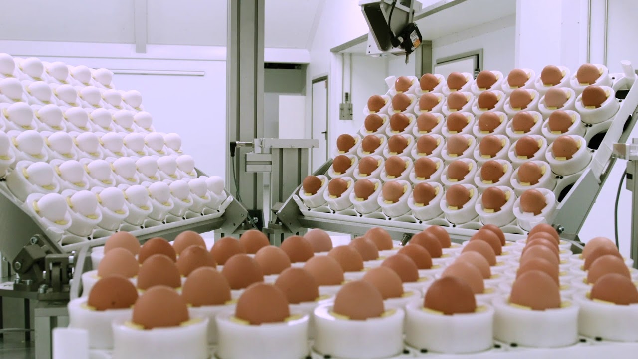 Kyn hænsnfugla greint í eggi