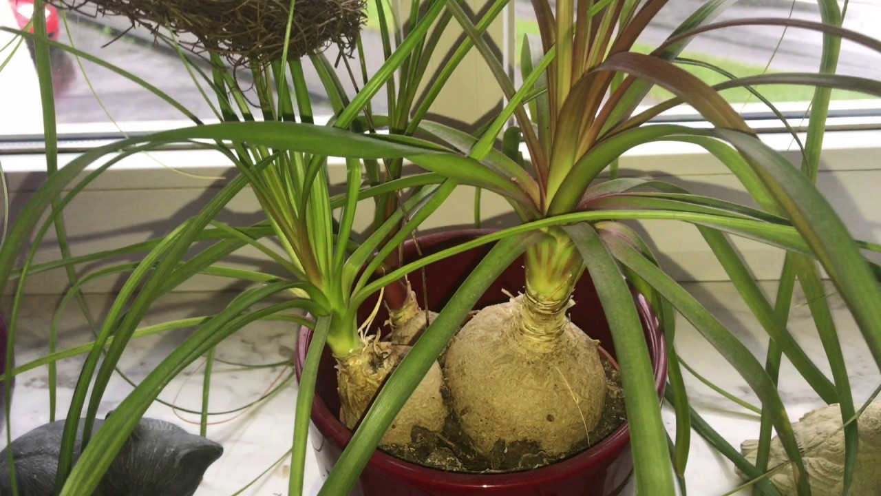 Flöskupálmi getur orðið mannhæðar hár