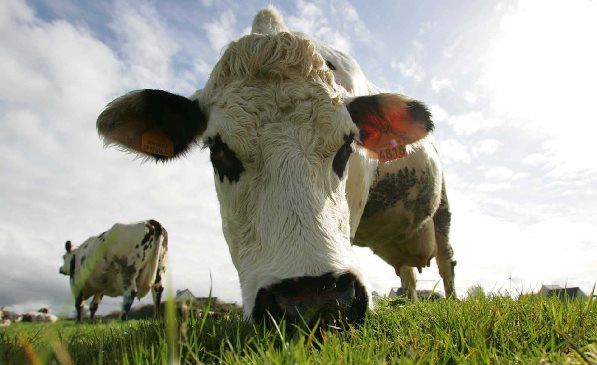 Nýjar áskoranir í plöntukynbótum