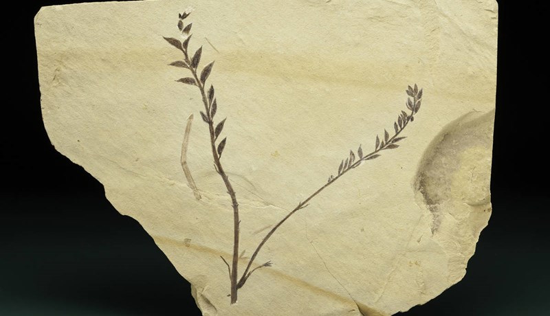 Hundrað milljón ára gömul fræ