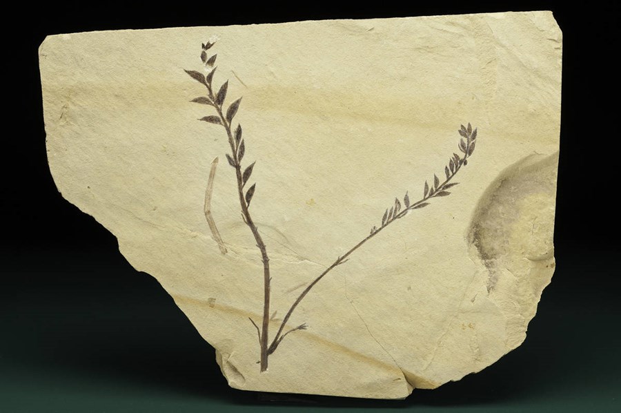 Hundrað milljón ára gömul fræ