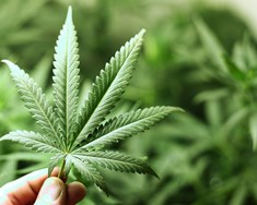 Cannabis sp. – misskilin nytjaplanta
