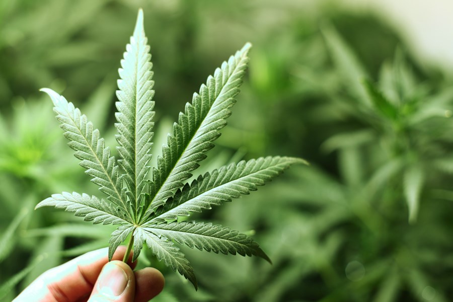 Cannabis sp. – misskilin nytjaplanta