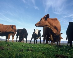 Loftslags- og orkupólitík sem gagnast bændum