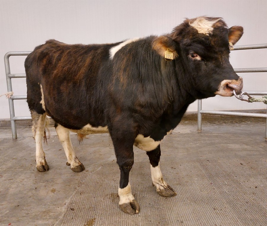 Meistari 23038 er frá Litla-Dunhaga í Hörgársveit