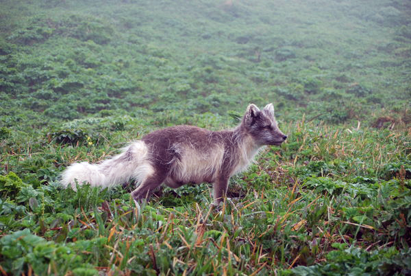 Ástand refa í Hornvík kannað