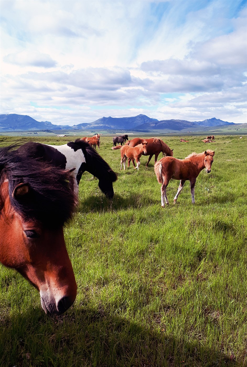 Sjónhverfingar - hver verður næstur?