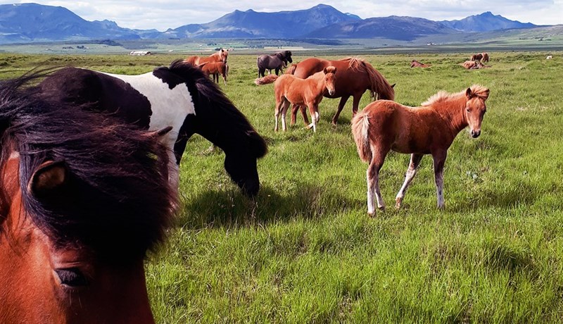Sjónhverfingar - hver verður næstur?