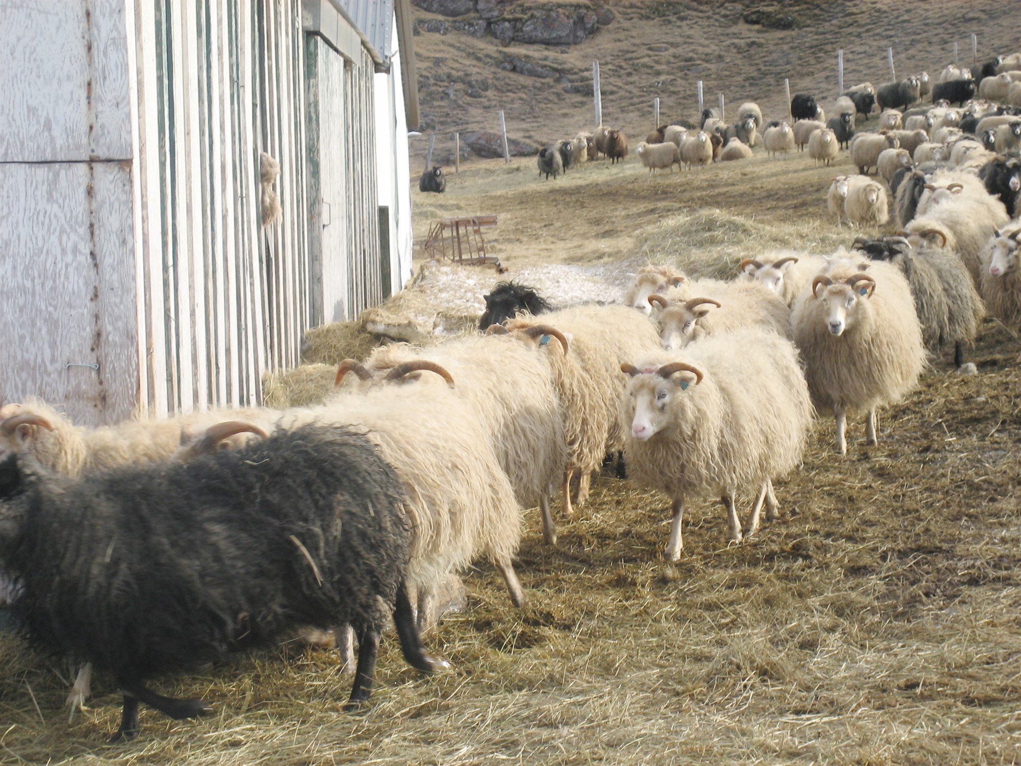 Verndandi arfgerðir gegn riðu nokkuð algengar í íslensku fé á Grænlandi