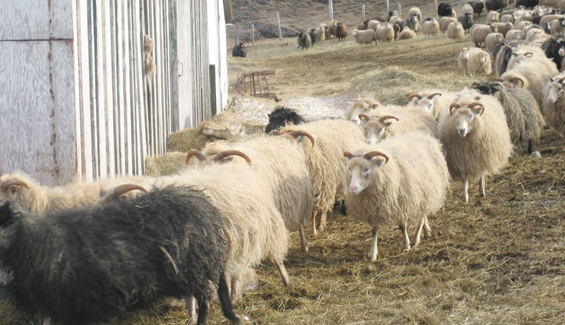 Verndandi arfgerðir gegn riðu nokkuð algengar í íslensku fé á Grænlandi