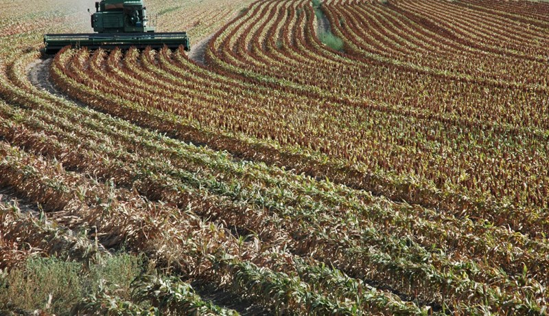 Dúrra – fæða framtíðarinnar