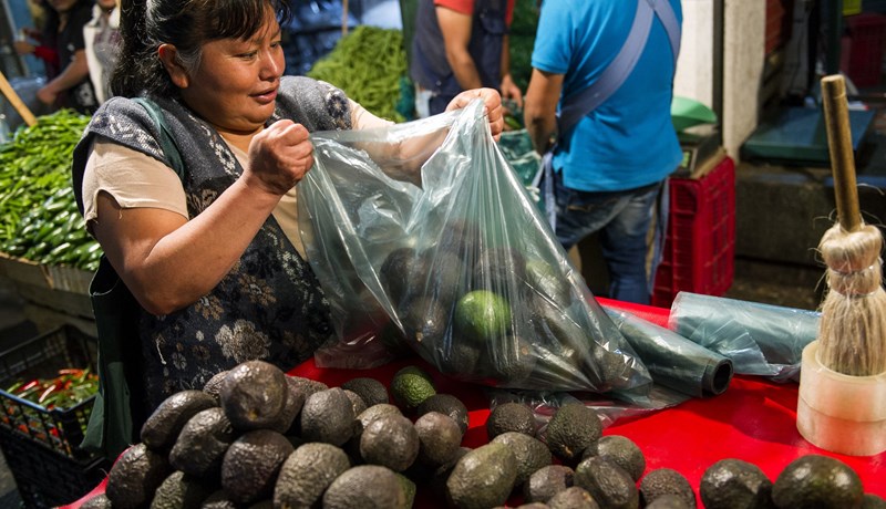 Lárpera – árþúsunda ræktunarsaga