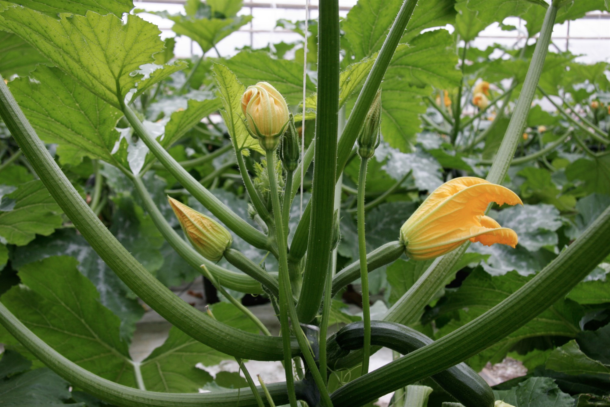 Sveitarfélög setja sér sameiginlega loftslagsstefnu