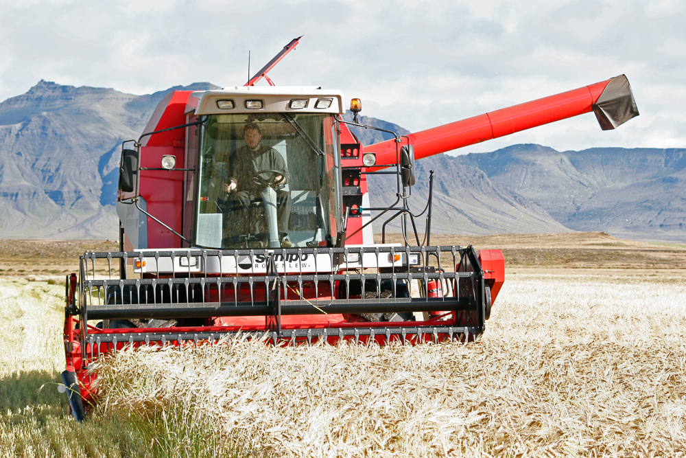 Hvers vegna rækta bændur ekki meira korn á Íslandi?