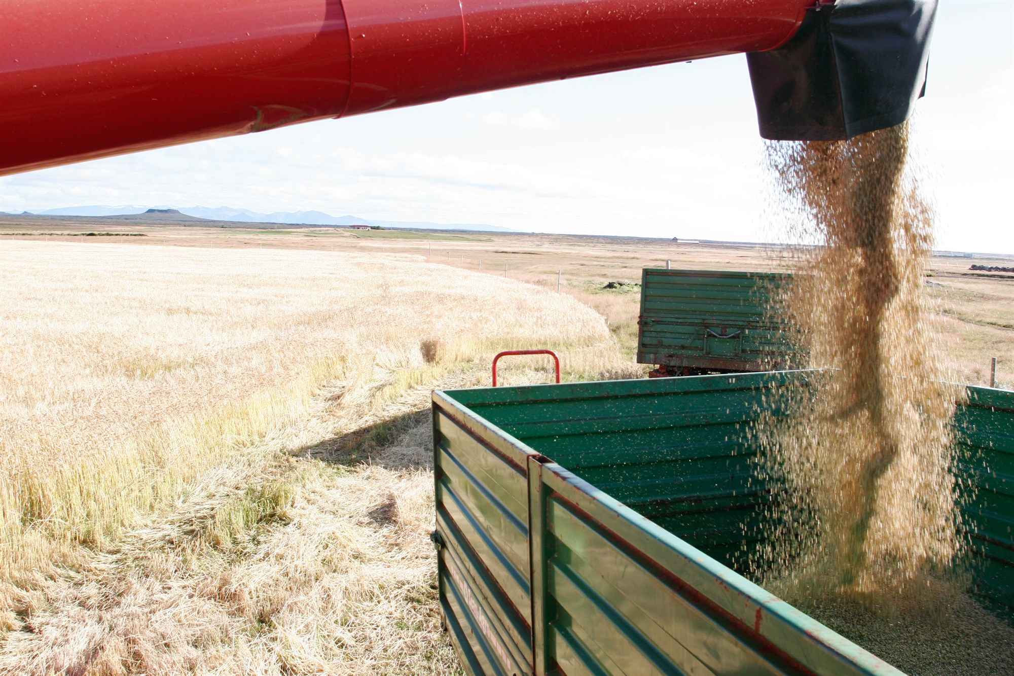 Metuppskera af þurrkuðu korni